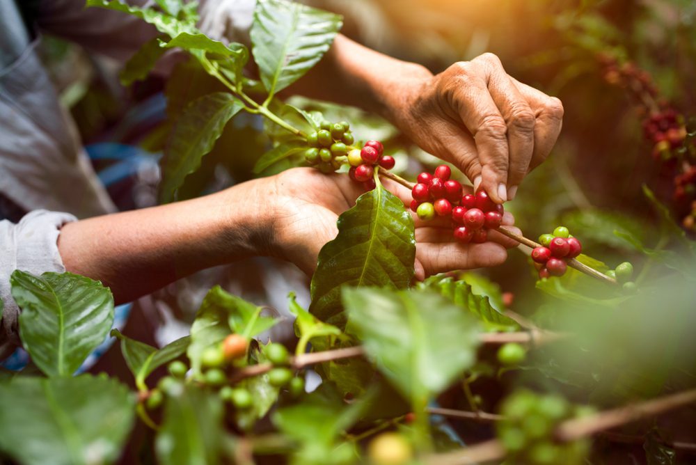 Cà phê Arabica